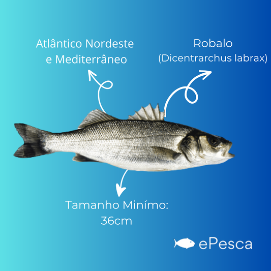 Desvendar os Segredos da Pesca de Robalos com Cana de Pesca em Águas Portuguesas**