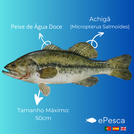A Pesca ao Achigã: Em Busca do Troféu Aquático